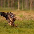 White-tailed eagle in Finland.