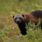 Wolverine in Finland.