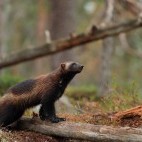 Wolverine in Finland.