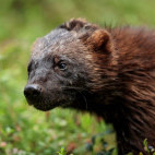 Wolverine in Finland.