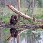Wolverine in Finland.