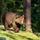 Brown bear in Finland.