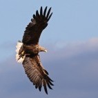 White-tailed eagle in Finland.