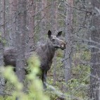 Elk in Finland.