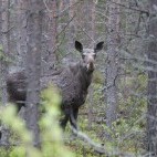 Moose in Finland.