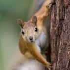 Red squirrel in Finland.