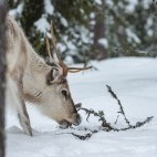 Reindeer in Finland