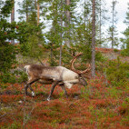 Reindeer in Finland