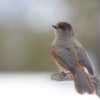 Siberian jay in Finland