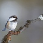 Siberian tit in Finland