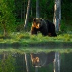 Brown bear in Finland