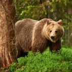 Brown bear in Finland