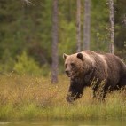 Brown bear in Finland