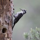 Three-toed woodpecker in Finland