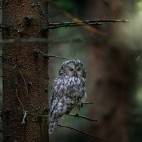 Ural owl in Finland
