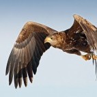 White-tailed eagle in Finland