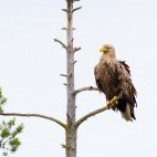 White-tailed eagle in Finland