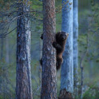 Wolverine in Finland.
