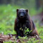 Wolverine in Finland.