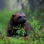 Wolverine in Finland.