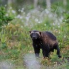 Wolverine in Finland