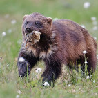 Wolverine in Finland.
