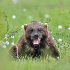Wolverine in Finland.