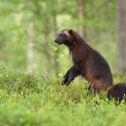 Wolverine in Finland