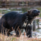 Wolverine in Finland.