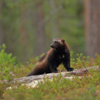 Wolverine in Finland.