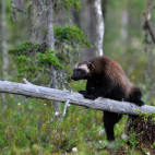 Wolverine in Finland