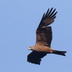 Black kite.