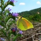 Cleopatra butterfly.