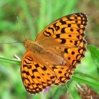 High brown fritillary.