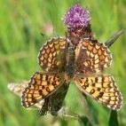 Knapweed fritillaries.
