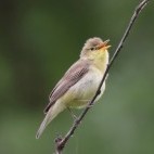 Melodious warbler.