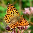 Queen of Spain butterfly.