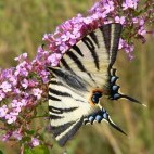 Scarce swallowtail.
