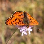 Spotted fritillary.