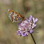 Spotted fritillary