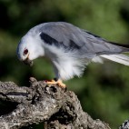 Black-shouldered kite