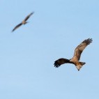 Black kite