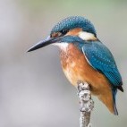 Common kingfisher