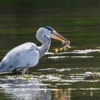 Grey heron