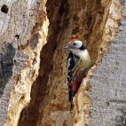 Middle-spotted woodpecker