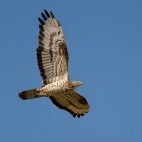 European honey buzzard