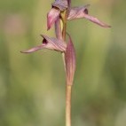 European tongue orchid