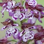 Lady orchid