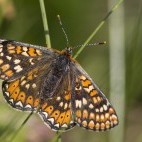 Marsh fritillary