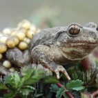Midwife toad